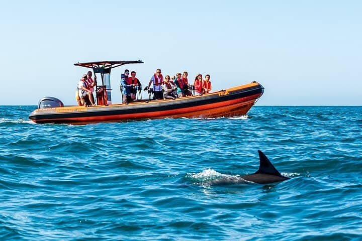 Grupo de pessoas deslumbrado por avistar animal marinho