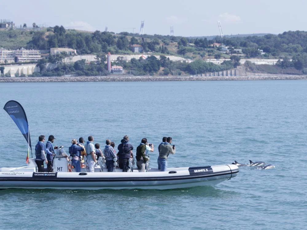 Barco com pessoas a ver golfinhos num dia calmo de sol